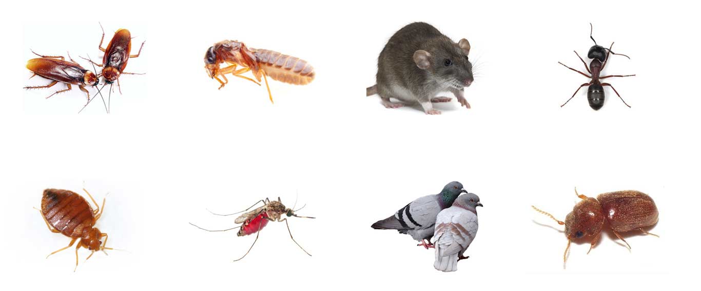 Why DIY Pest Control Often Fails